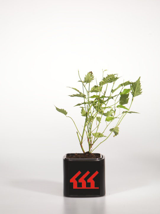 Керрия японська Керрия японська