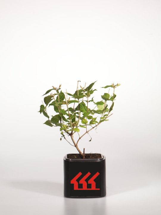 Кольквиция Прелестна Кольквиция Прелестна