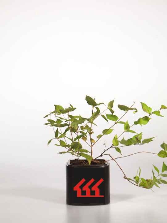 Кольквиция Прелестна Кольквиция Прелестна