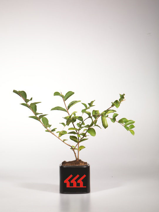 Лагерстремія Індийська Лагерстремія Індийська