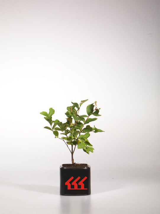 Лагерстремія Індийська Лагерстремія Індийська