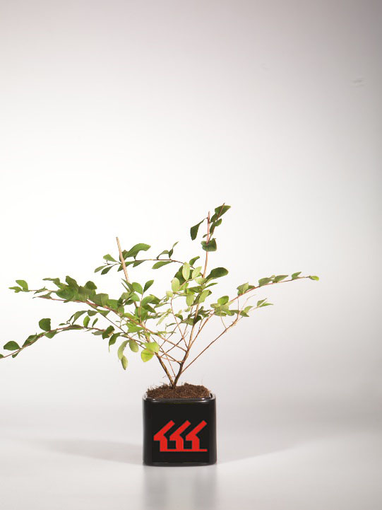 Лагерстремія Індийська Лагерстремія Індийська