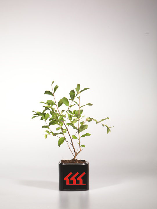 Лагерстремія Індийська Лагерстремія Індийська