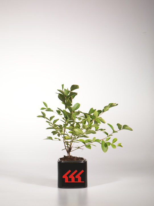 Лагерстремія Індийська Лагерстремія Індийська