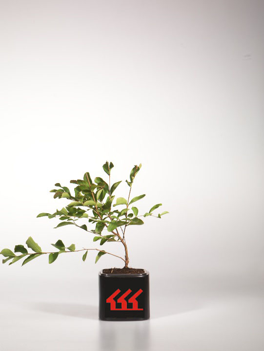 Лагерстремія Індийська Лагерстремія Індийська