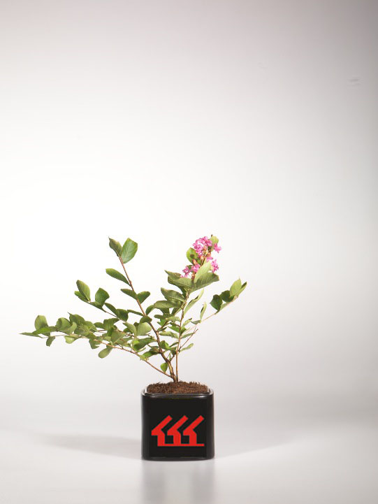 Лагерстремія Індийська Лагерстремія Індийська