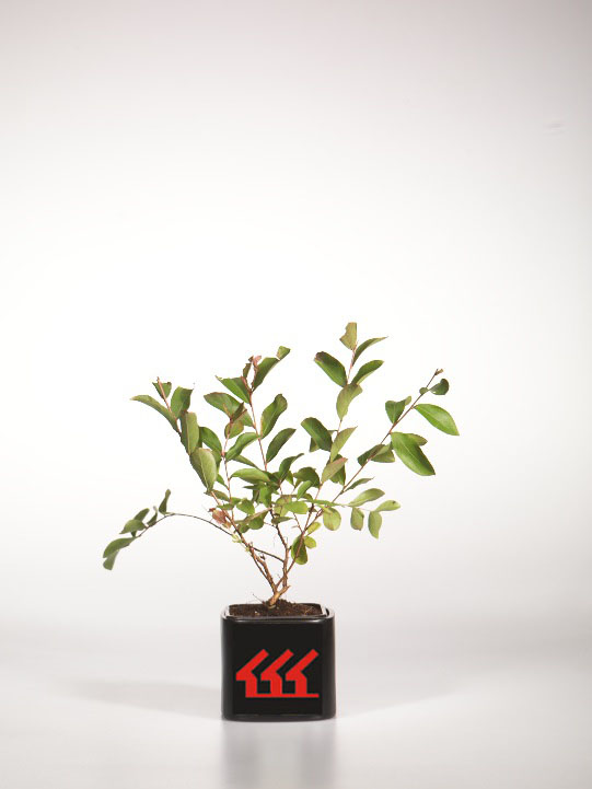 Лагерстремія Індийська Лагерстремія Індийська