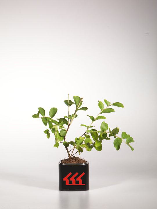 Лагерстремія Індийська Лагерстремія Індийська