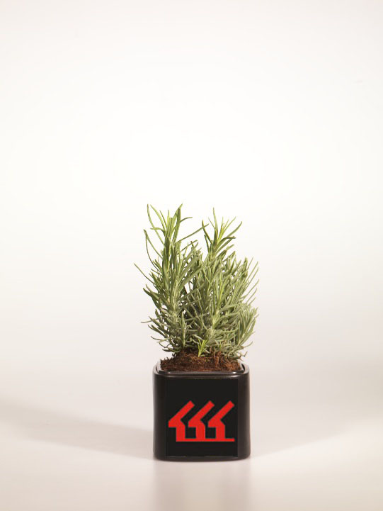 Лаванда Английська Лаванда Английська