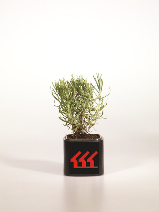 Лаванда Английська Лаванда Английська