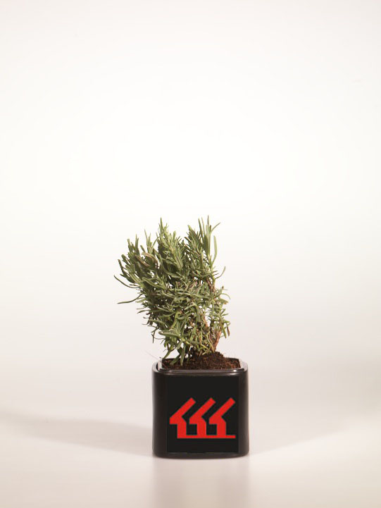 Лаванда Английська Лаванда Английська