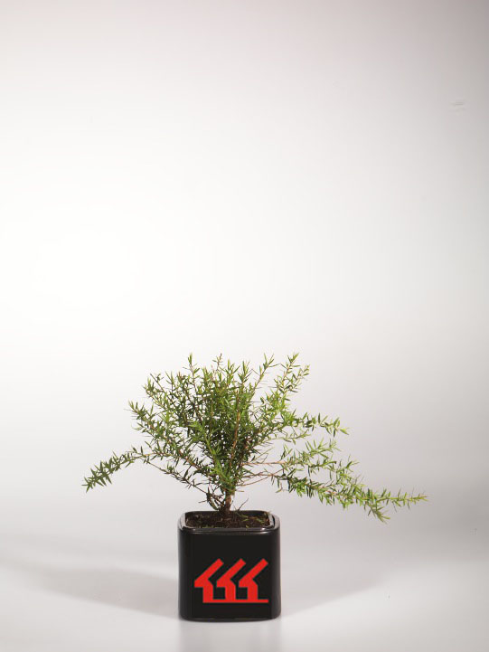 Лептоспермум Прутьевидний Лептоспермум Прутьевидний