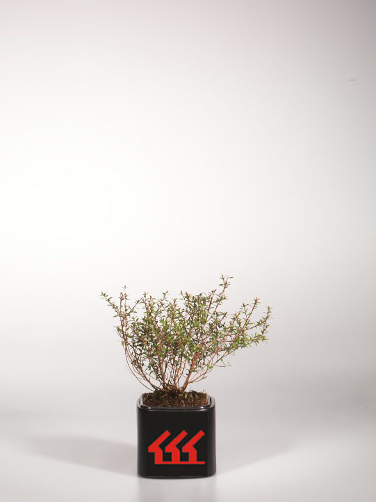 Лептоспермум Прутьевидний Лептоспермум Прутьевидний