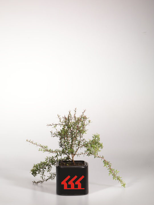 Лептоспермум Прутьевидний Лептоспермум Прутьевидний