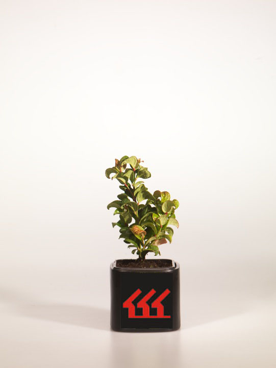 Леукотое Пазушний Леукотое Пазушний