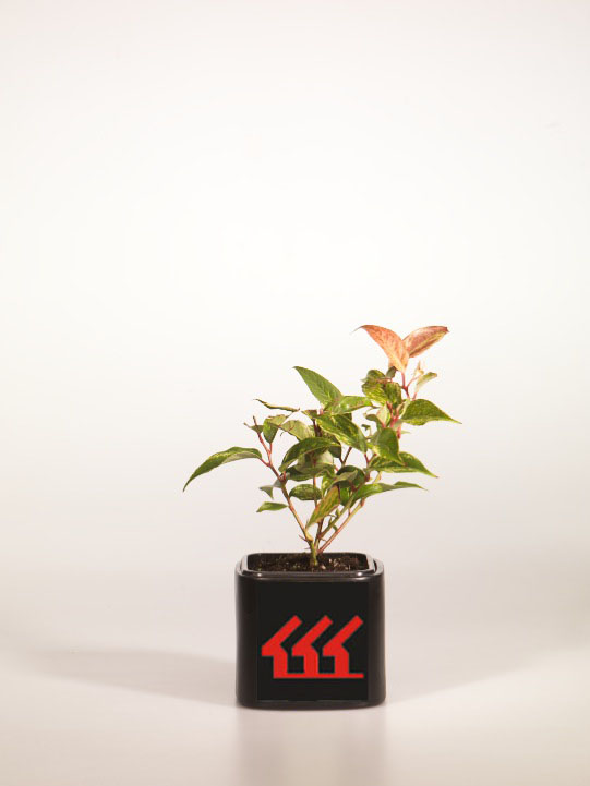 Леукотое Фонтанези Леукотое Фонтанези