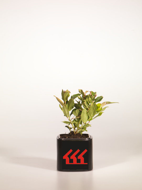 Леукотое Леукотое