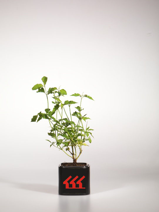 Жимолость Гімалайська Жимолость Гімалайська