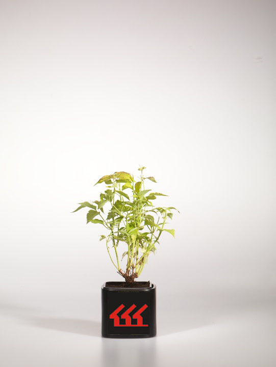 Жимолость Гімалайська Жимолость Гімалайська