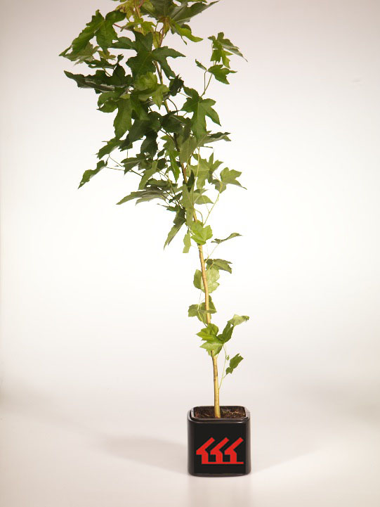 Ликвидамбар Смолоносний Ликвидамбар Смолоносний