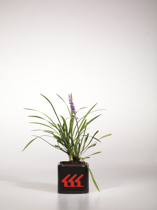 Лириопе Мускари Лириопе Мускари