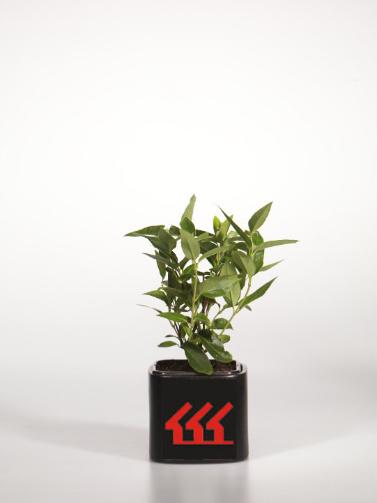 Жимолость Генри Жимолость Генри