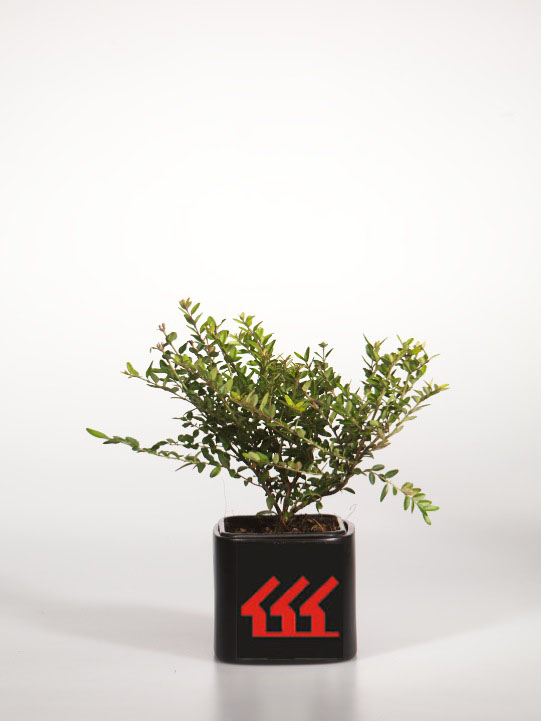 Жимолость Блискуча Жимолость Блискуча