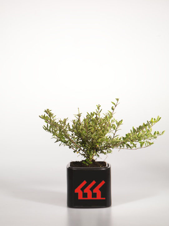 Жимолость Блискуча Жимолость Блискуча