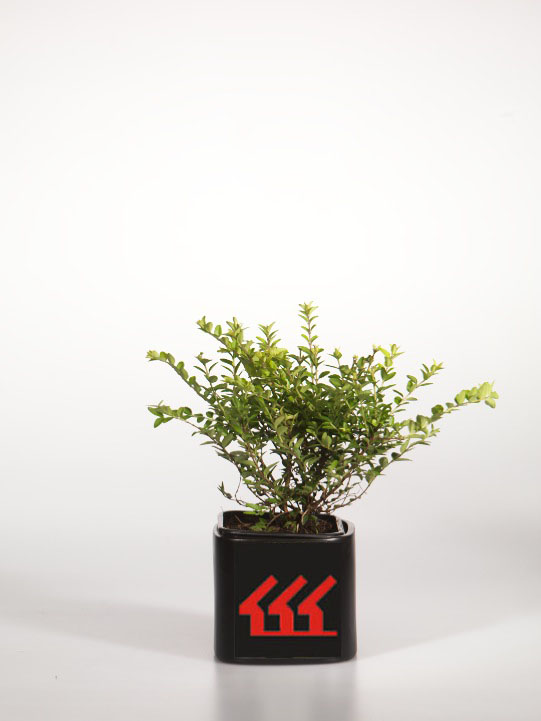 Жимолость Блискуча Жимолость Блискуча