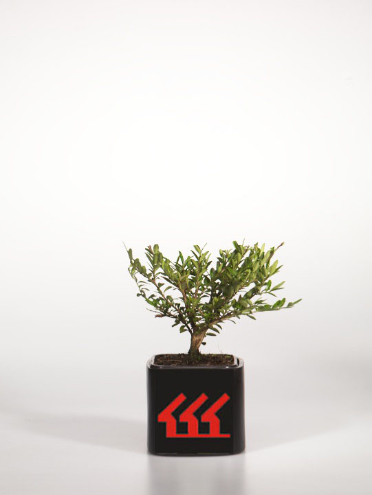 Жимолость Шапочна Жимолость Шапочна