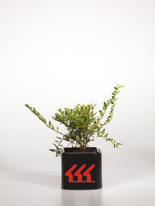 Жимолость Шапочна Жимолость Шапочна