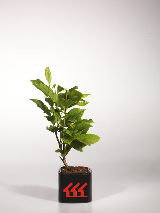 Магнолія Магнолія