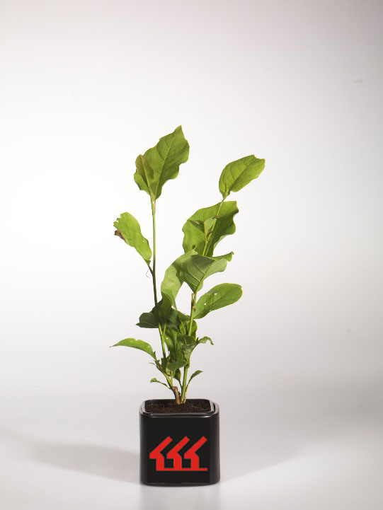 Магнолія Магнолія