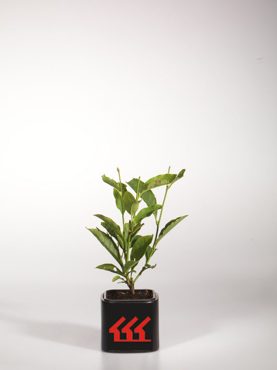 Магнолія Магнолія