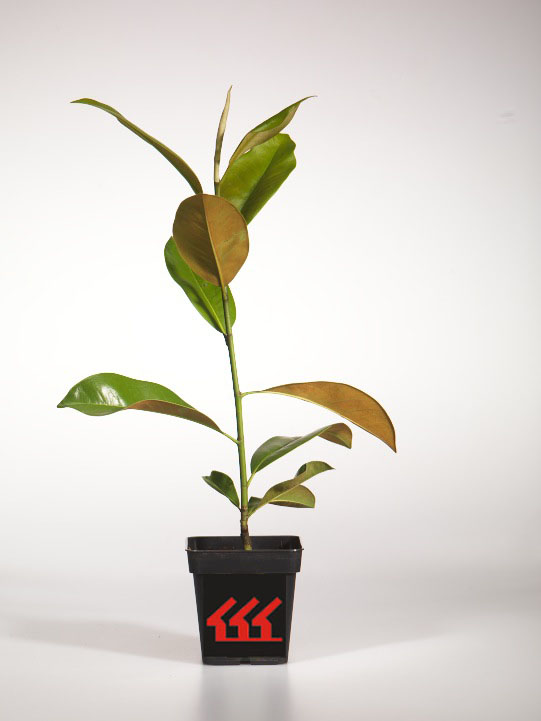 Магнолія Крупноцветна Магнолія Крупноцветна