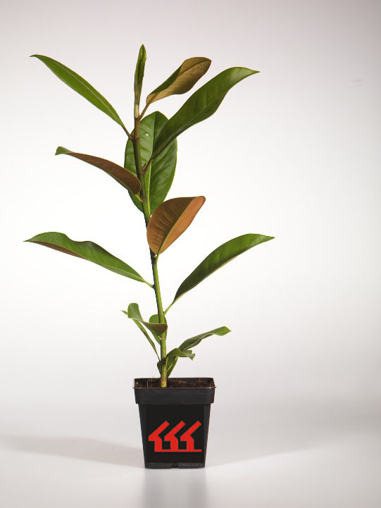 Магнолія Крупноцветна Магнолія Крупноцветна