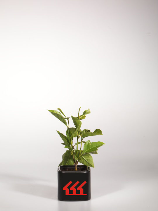 Магнолія Лилиецветна Магнолія Лилиецветна