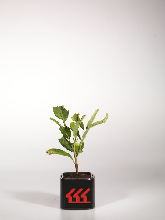 Магнолія Лоебнера Магнолія Лоебнера