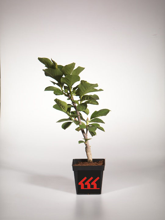 Магнолія Суланжа Магнолія Суланжа