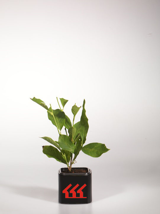 Магнолія Суланжа Магнолія Суланжа