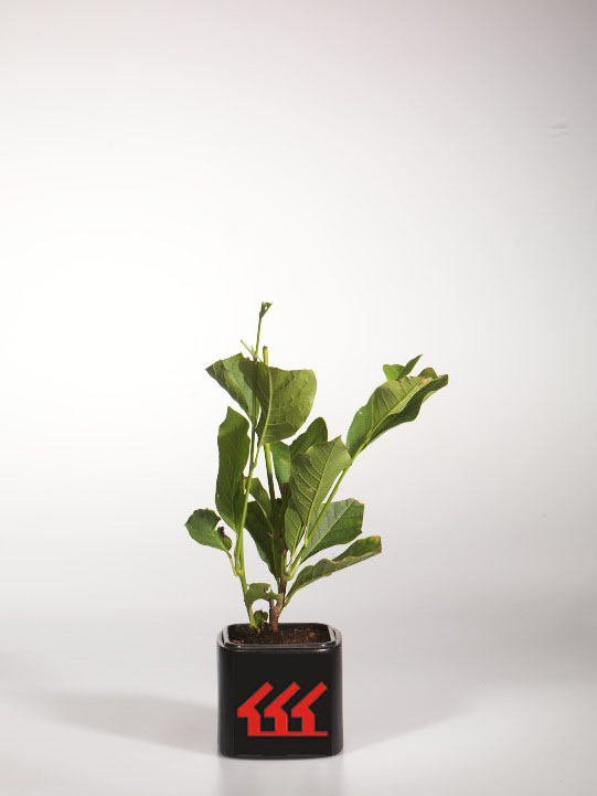 Магнолія Суланжа Магнолія Суланжа