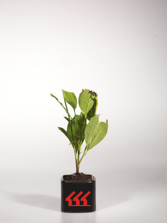 Магнолія Суланжа Магнолія Суланжа