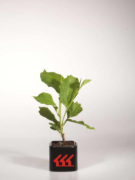 Магнолія Суланжа Магнолія Суланжа