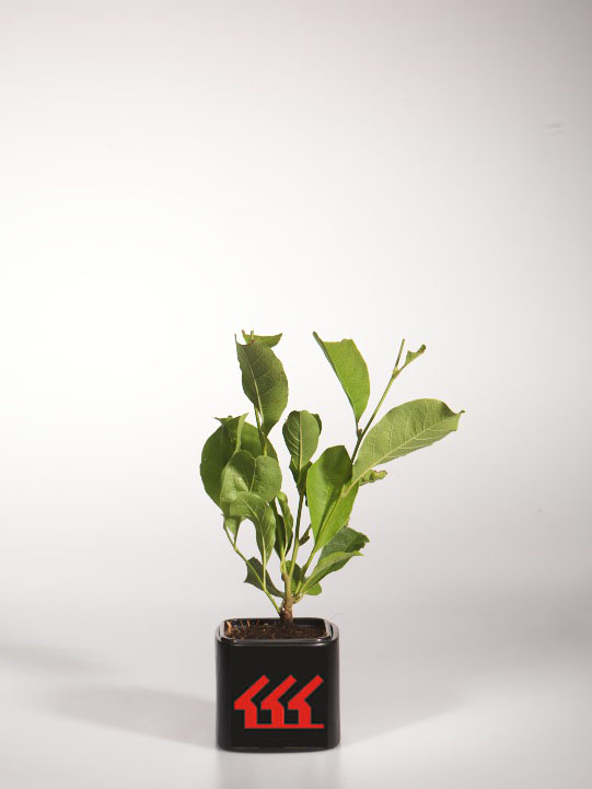 Магнолія Суланжа Магнолія Суланжа