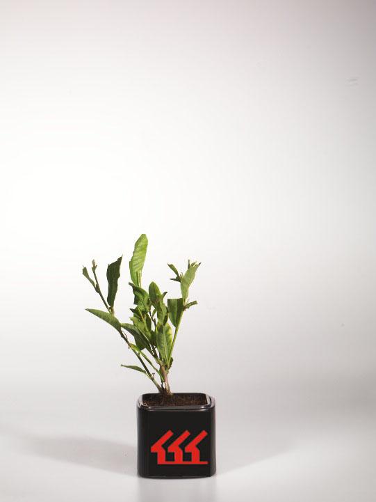 Магнолія Звездчата Магнолія Звездчата