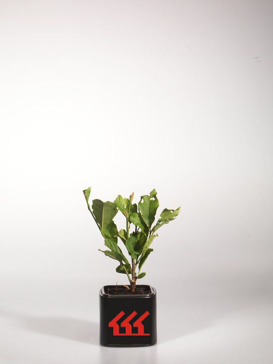 Магнолія Звездчата Магнолія Звездчата