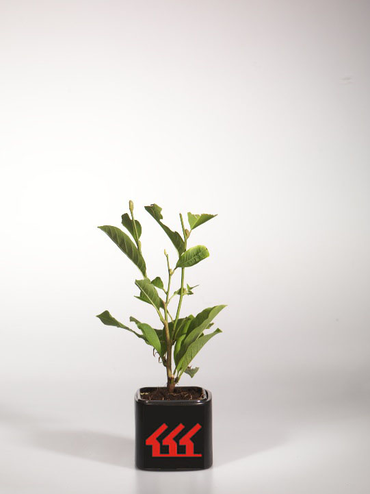 Магнолія Звездчата Магнолія Звездчата