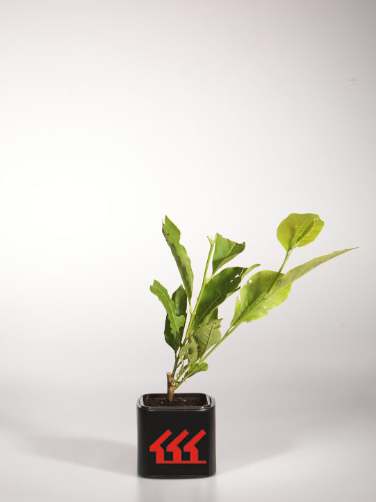 Магнолія Обнаженна Магнолія Обнаженна