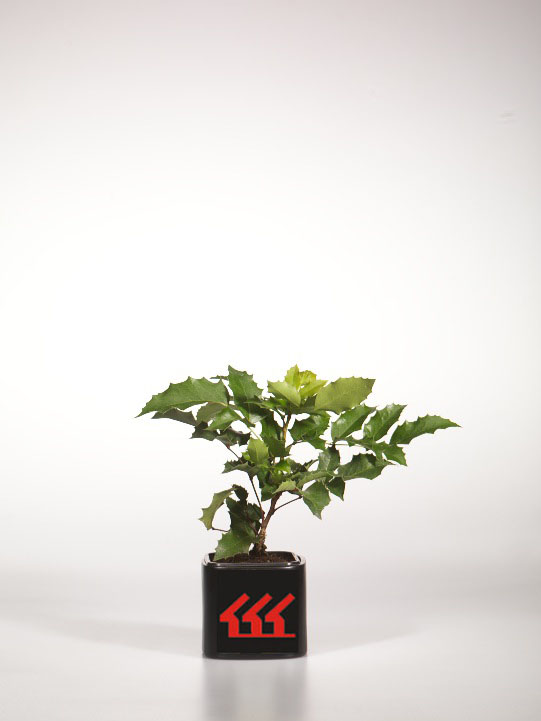 Магонія Падуболистна Магонія Падуболистна