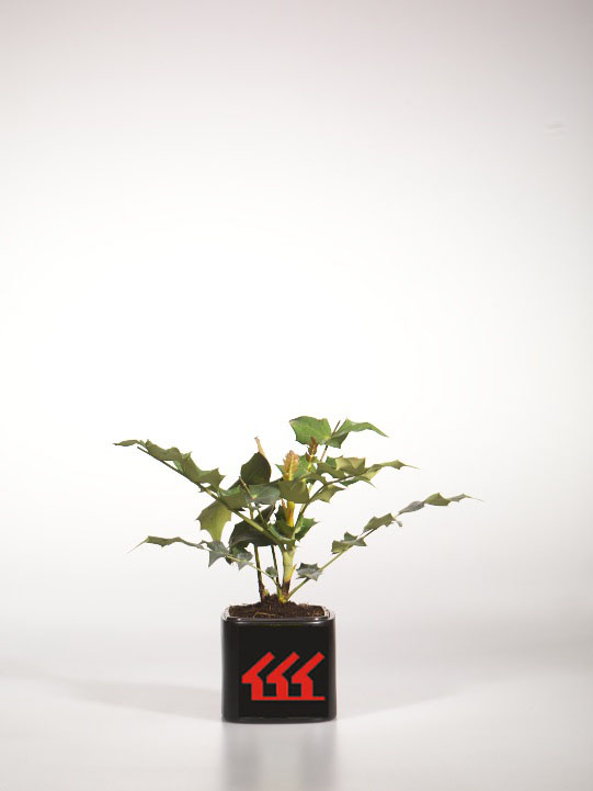 Магонія Биля Магонія Биля